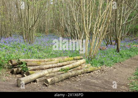 Un mucchio di tronchi d'albero accanto a un sentiero lungo un letto di campanelli Foto Stock