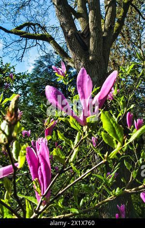 Fiori viola di Magnolia liliiflora (Mulan magnolia, magnolia viola, magnolia rossa, magnolia giglio, magnolia tulipani e orchidea legnosa) Foto Stock