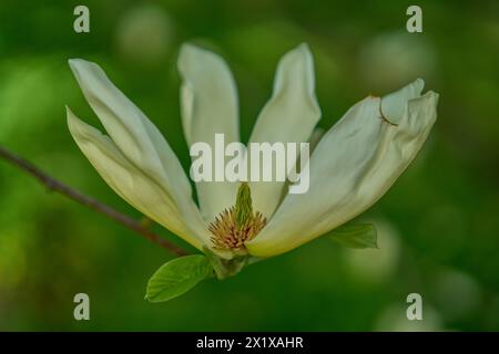 Fiore di Magnolia acuminata chiuso, comunemente chiamato albero del cetriolo (spesso scritto come una sola parola "cucumbertree"), magnolia del cetriolo o magnolia blu Foto Stock