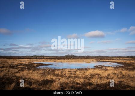 La riserva naturale di Balloërveld, anche Ballooërveld, è una brughiera di 367 ettari nel comune di AA en Hunze, nella provincia olandese di Drenthe. Foto Stock