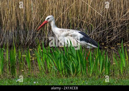 Cicogna bianca (Ciconia ciconia) con ramoscello in becco che porta materiale di nidificazione per nidificare nelle paludi/zone umide in primavera Foto Stock