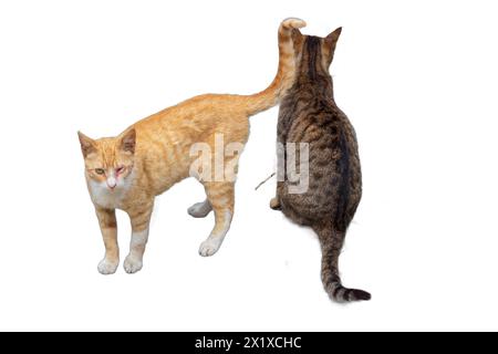 Due adorabili gatti, uno arancione e uno grigio con strisce, isolati su sfondi trasparenti. Perfetto per disegni di animali domestici, illustrazioni di animali, a. Foto Stock