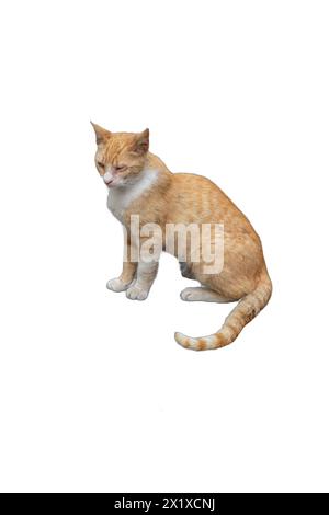 Un gatto arancione con occhio semicieco, isolato su sfondo trasparente. Perfetto per campagne per il benessere degli animali, promozioni per l'adozione di animali domestici e veterina Foto Stock