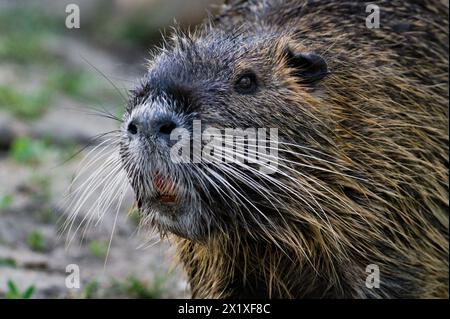 Myocastor coypus aka nutria o ratto paludoso. Primo piano verticale della testa. Roditore invasivo nel fiume Moldava a Praga. repubblica Ceca. Foto Stock