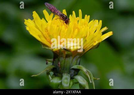 Primo piano di un hoverfly Chequered sul fiore di un dente di leone Foto Stock