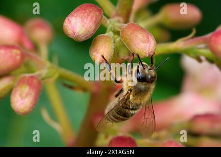 Ape con polline rosso sulla gamba sulle gemme di un ippocastano rosso Foto Stock