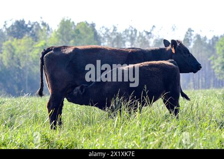 Una mucca-vitello Angus si sposa con il vitello che allatta in un lussureggiante pascolo primaverile nell'Alabama centrale. Foto Stock