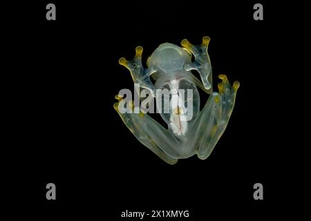 Hyalinobatrachium valerioi, a volte conosciuta come la rana di vetro la Palma, è una specie di rana della famiglia Centrolenidae. Si trova nel centro di Costa Foto Stock