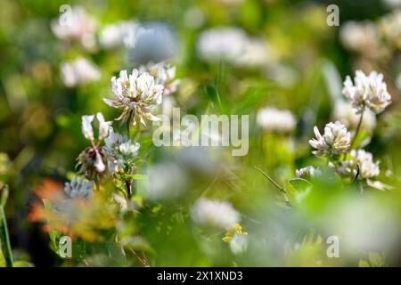 L'immagine di sfondo agricolo del trifoglio bianco (Trifolium riapre) fiorisce in un pascolo. Foto Stock