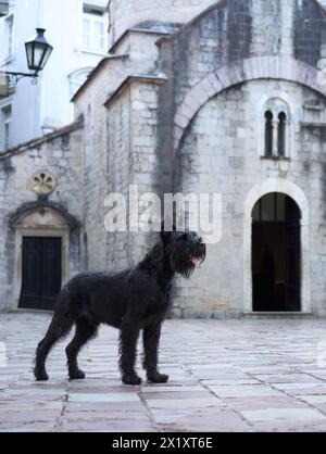 Un cane Schnauzer nero si sdraierà su una vecchia strada acciottolata, ammirando una scala senza tempo fiancheggiata dalla classica architettura europea. Foto Stock