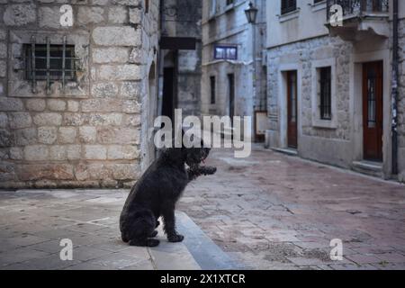 Un cane Schnauzer nero si sdraierà su una vecchia strada acciottolata, ammirando una scala senza tempo fiancheggiata dalla classica architettura europea. Foto Stock