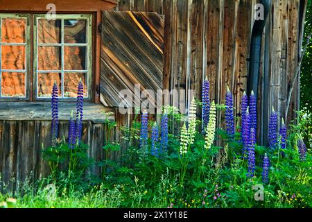 Cottage in legno con una finestra con tapparella in legno e con riflessi sul tetto nei pannelli e molti fiori di lupino in fiore in estate. Foto Stock