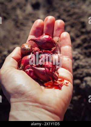 Primo piano verticale di una manciata di piccoli bulbi di cipolle rosse contro il terreno coltivato scuro. Foto Stock