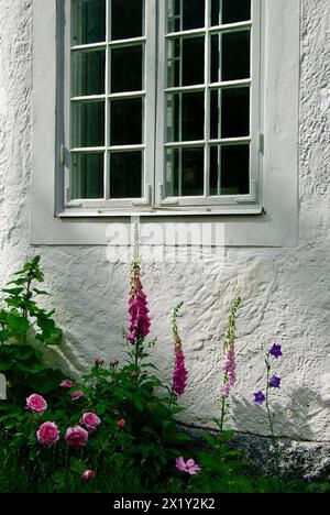 Aiuole di fiori con digitalis fiorite e piante di rose davanti ad un edificio di pietra bianca con una finestra. Con cornici bianche. Foto Stock