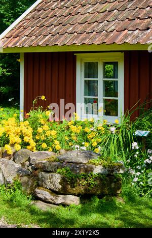 Vecchio cottage svedese in legno rosso con cornici bianche delle finestre e un muro di pietra di fronte ai fiori estivi gialli in fiore. Foto Stock