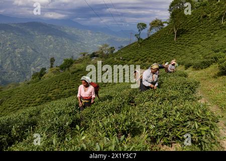 La raccolta del tè sui ripidi pendii intorno a Darjeeling è un duro lavoro che viene svolto esclusivamente da donne, Bengala Occidentale, India Foto Stock