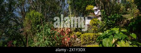 Le api dell'apiario Lama Apiari nella piantagione di tè Singell probabilmente si sentiranno particolarmente a casa in questo lussureggiante giardino, Kurseong, Darjeeling, W Foto Stock