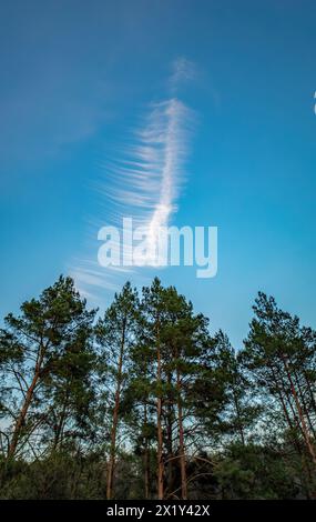 Struttura del cielo, nuvole di cirrus fibratus vertebratus. Una piuma nel cielo Foto Stock