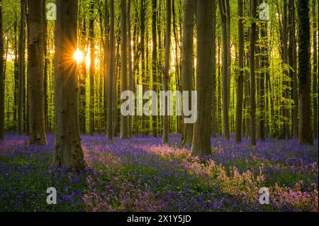 Foresta di Hallerbos al tramonto, Belgio Foto Stock