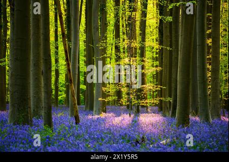 Foresta di Hallerbos al tramonto, Belgio Foto Stock