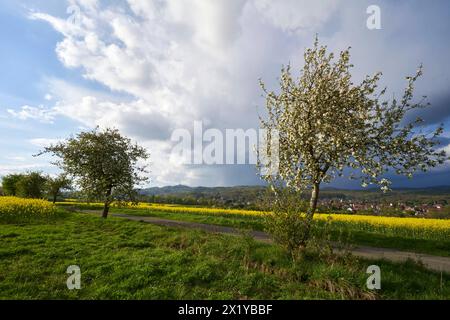 Apfelbaeume bluehen am 18.04.2024 an einem Feldrand bei Bad Sachsa im Suedharz a Niedersachsen, Deutschland, i meli fioriscono il 18 aprile vicino a Bad Sachsa, bassa sassonia, Germania Foto Stock