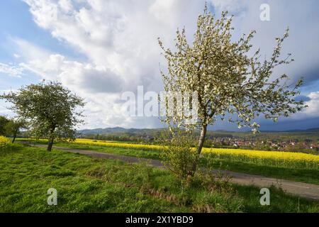 Apfelbaeume bluehen am 18.04.2024 an einem Feldrand bei Bad Sachsa im Suedharz a Niedersachsen, Deutschland, i meli fioriscono il 18 aprile vicino a Bad Sachsa, bassa sassonia, Germania Foto Stock