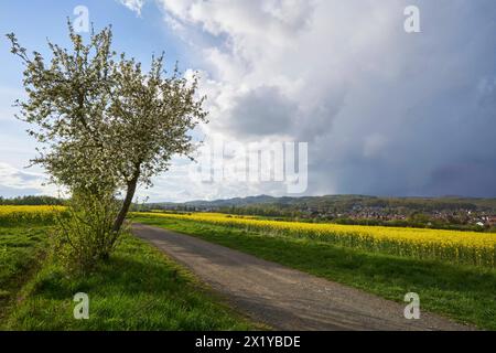 Apfelbaeume bluehen am 18.04.2024 an einem Feldrand bei Bad Sachsa im Suedharz a Niedersachsen, Deutschland, i meli fioriscono il 18 aprile vicino a Bad Sachsa, bassa sassonia, Germania Foto Stock