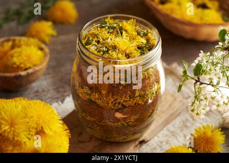 Preparazione di sciroppo di dente di leone da fiori freschi e zucchero di canna in un vaso di vetro Foto Stock