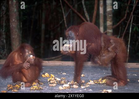 Orangutan Bornean, Pongo pygmaeus, con alimentazione giovanile, in pericolo critico, endemica dell'isola del Borneo, Camp Leakey, Tanjung Puting National Park, W Foto Stock