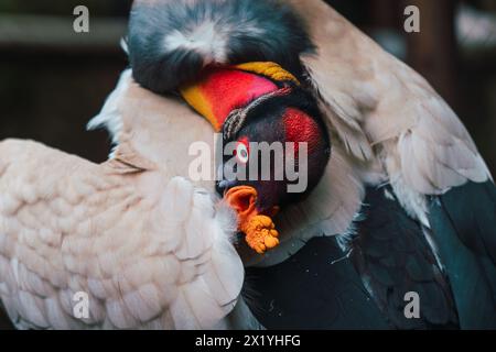 Il re avvoltoio mostra il suo piumaggio vivido durante la preparazione Foto Stock