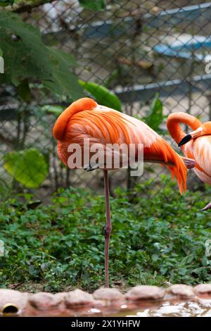 Un vivace fenicottero si erge su una gamba nel suo habitat zoologico, un comportamento tipico della specie Foto Stock