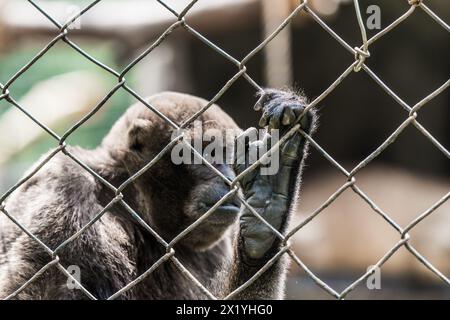 Una vista ravvicinata di una scimmia lanosa che avvolge un recinto del santuario, evocando temi di conservazione della fauna selvatica Foto Stock