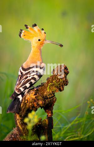 hoopoe appollaiato su un tronco con esca per polli da sole Foto Stock