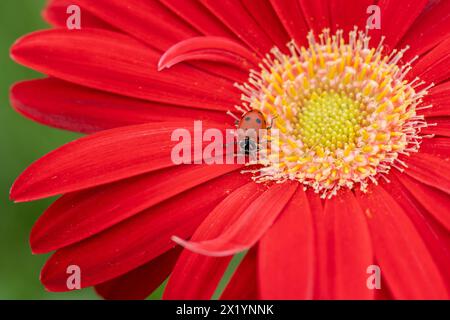 Primo piano di coccinelle che strisciano sulla Gerbera Daisy rossa colorata in primavera. Foto Stock