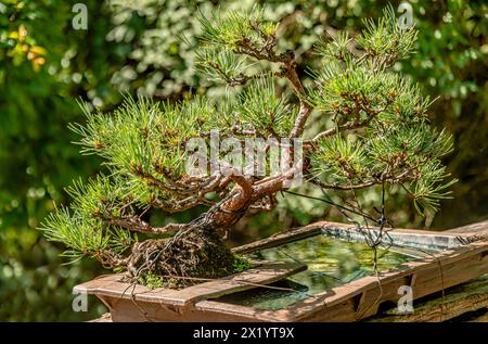 Primo piano di un bonsai di pino scozzese (Pinus Sylvestris 'pumila') Foto Stock
