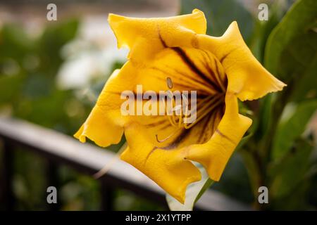 Fiore giallo Solandra maxima. Primo piano, concentrati sui fiori Foto Stock