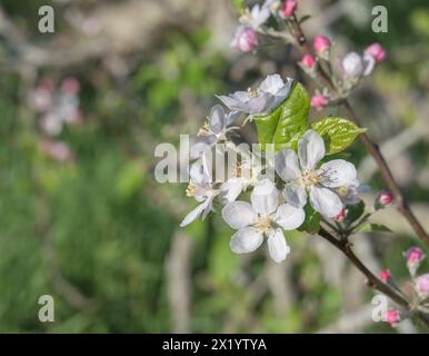 La mela fiorisce in piena fioritura catturando l'essenza della primavera Foto Stock
