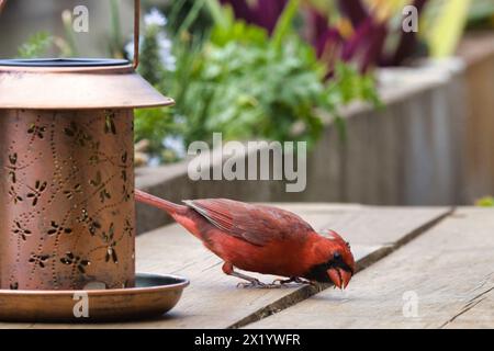 Rosso brillante cardinale del nord che cerca di sembrare intimidatorio. Foto Stock