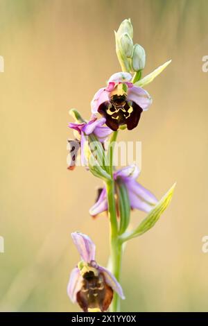 Bumblebee Ragwort, Bumblebee Ragwort, Ophrys holoserica, Ophrys, fuciflora Foto Stock