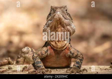 Il drago d'acqua australiano, che comprende il drago d'acqua orientale e la sottospecie di drago d'acqua Gippsland, è una specie arborea di agamide nativa Foto Stock