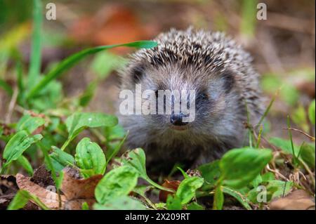 Giovane riccio dal petto bruno (Erinaceus europaeus), arricciato, nella foresta ripariale di Salisburgo, Austria Foto Stock