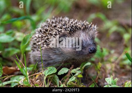 Giovane riccio dal petto bruno (Erinaceus europaeus), arricciato, nella foresta ripariale di Salisburgo, Austria Foto Stock