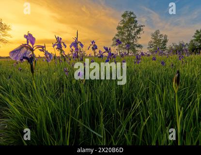 Siberiano, iris Iris sibirica, prato iris Foto Stock