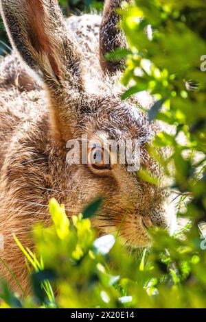 Lepre bruna giovane, (Lepus europaeus), ritratto ravvicinato, alimentazione Foto Stock