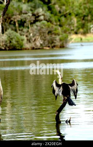 Il lago Jells Park è molto popolare tra gli uccelli acquatici - questo Darter (Anhinga melanogaster) stava asciugando le ali dopo un'immersione - si spera - di successo. Foto Stock