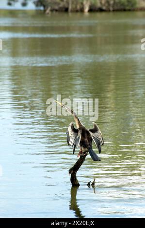 Il lago Jells Park è molto popolare tra gli uccelli acquatici - questo Darter (Anhinga melanogaster) stava asciugando le ali dopo un'immersione - si spera - di successo. Foto Stock