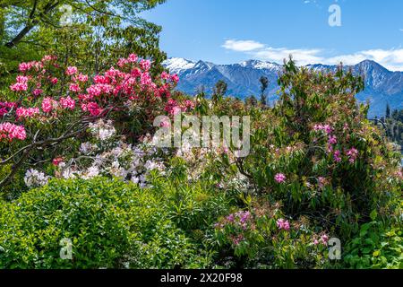 Splendidi colori nel giardino fiorito della Walter Peak High Country Farm Foto Stock