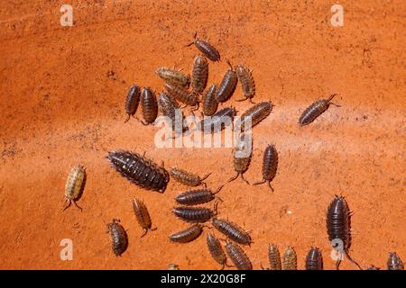 Legno grezzo comune, legname grezzo (Porcellio scaber), famiglia Porcellionidae e legname comune (Oniscus asellus), famiglia Oniscidae. Vaso di pietra Foto Stock