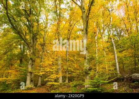 Parco naturale di Augusta foreste occidentali, popolare area escursionistica, in tutte le stagioni, Baviera, Germania Foto Stock