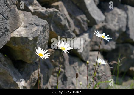 Irlanda, Contea di Galway, Isole Aran, Isola di Inishmaan, muri di pietra con margherite Foto Stock